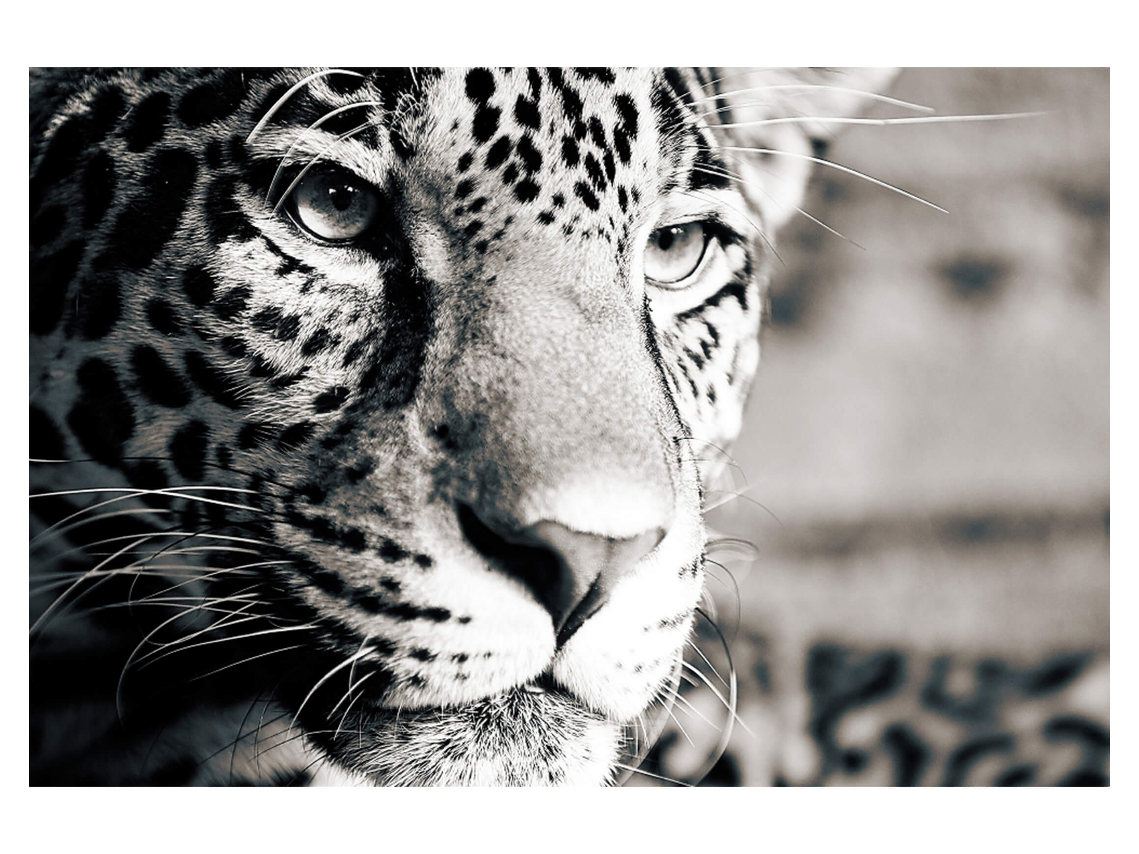 Digitaldruck auf Acrylglas Leopard image LAND / Grösse: 150 x 100 cm