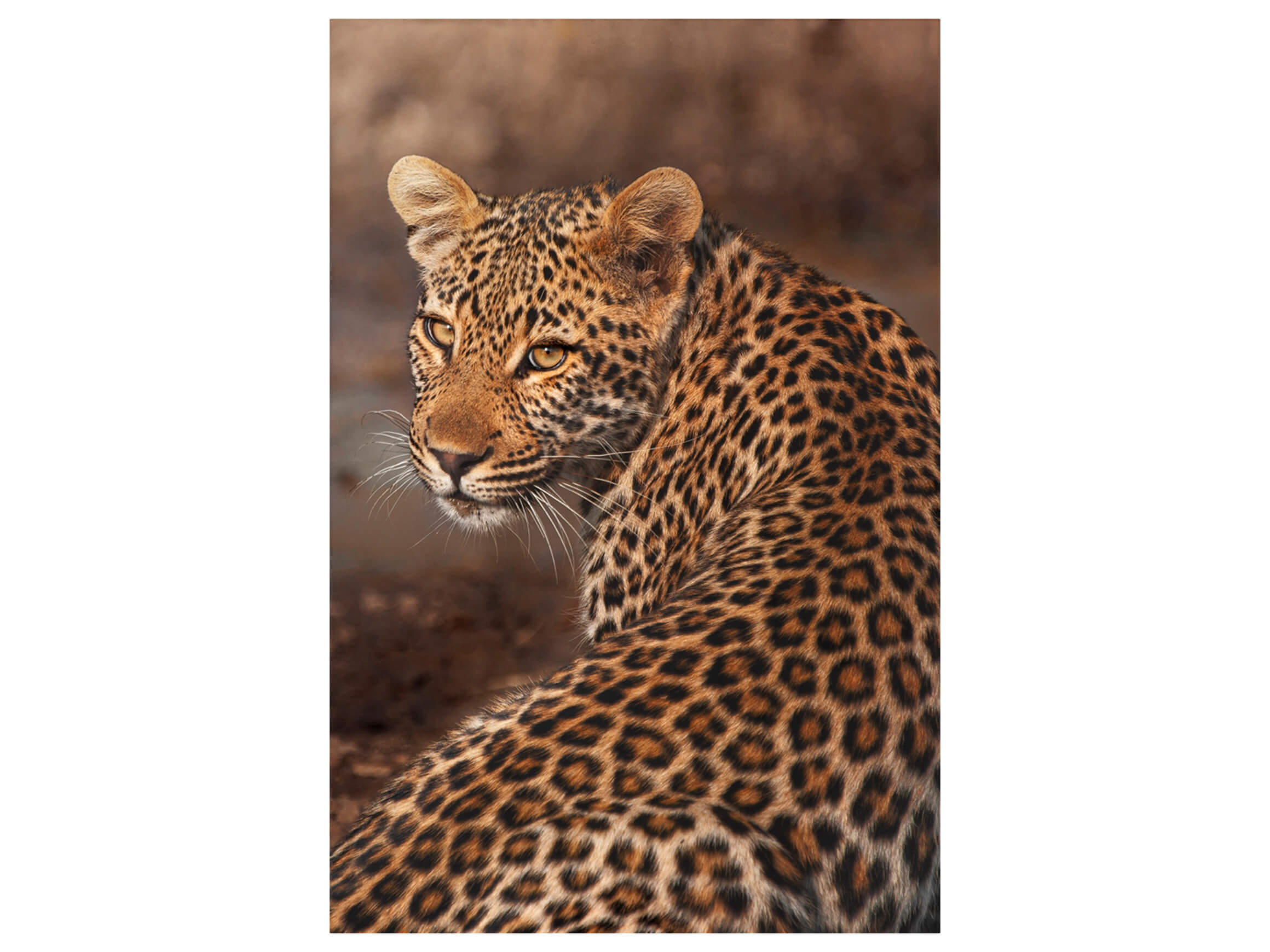 Digitaldruck auf Glas Leopard image LAND