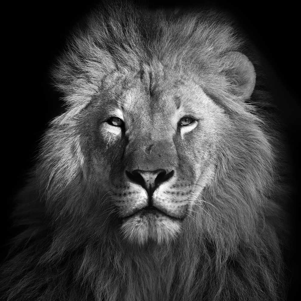 Alubild-König Der Löwen-image LAND