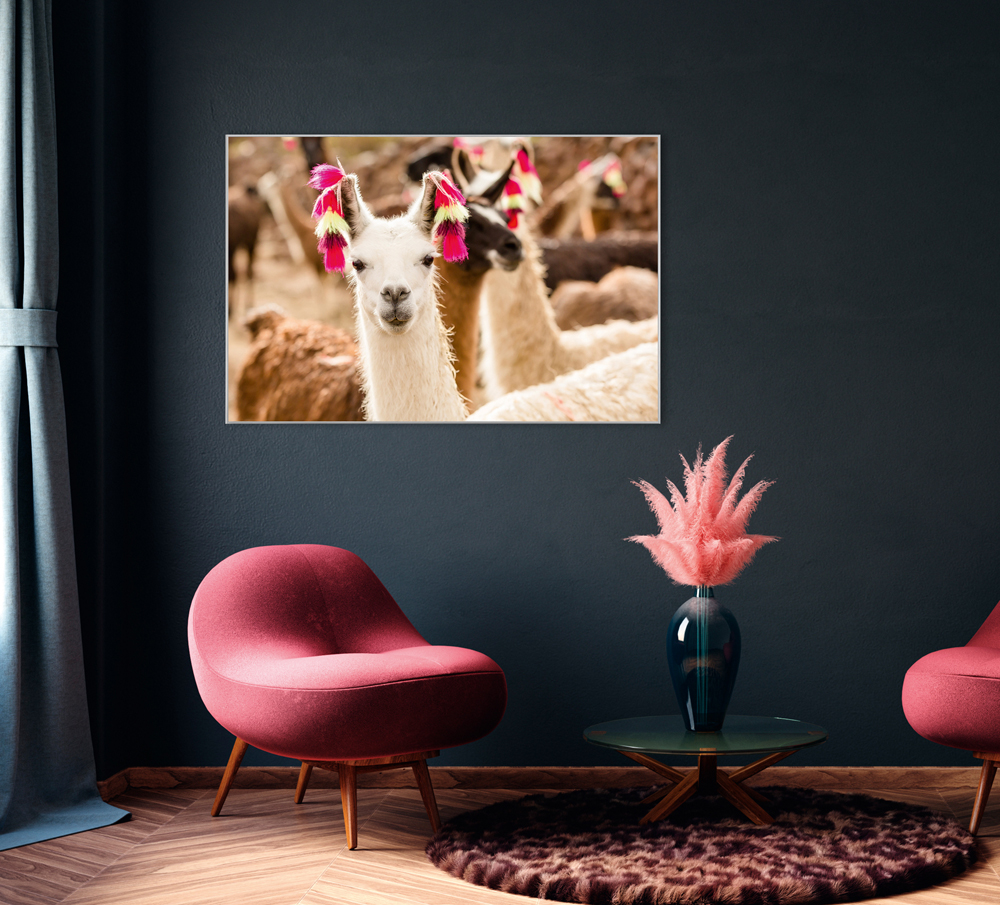 Bild mit Rahmen-Lama mit Ohrschmuck-image LAND