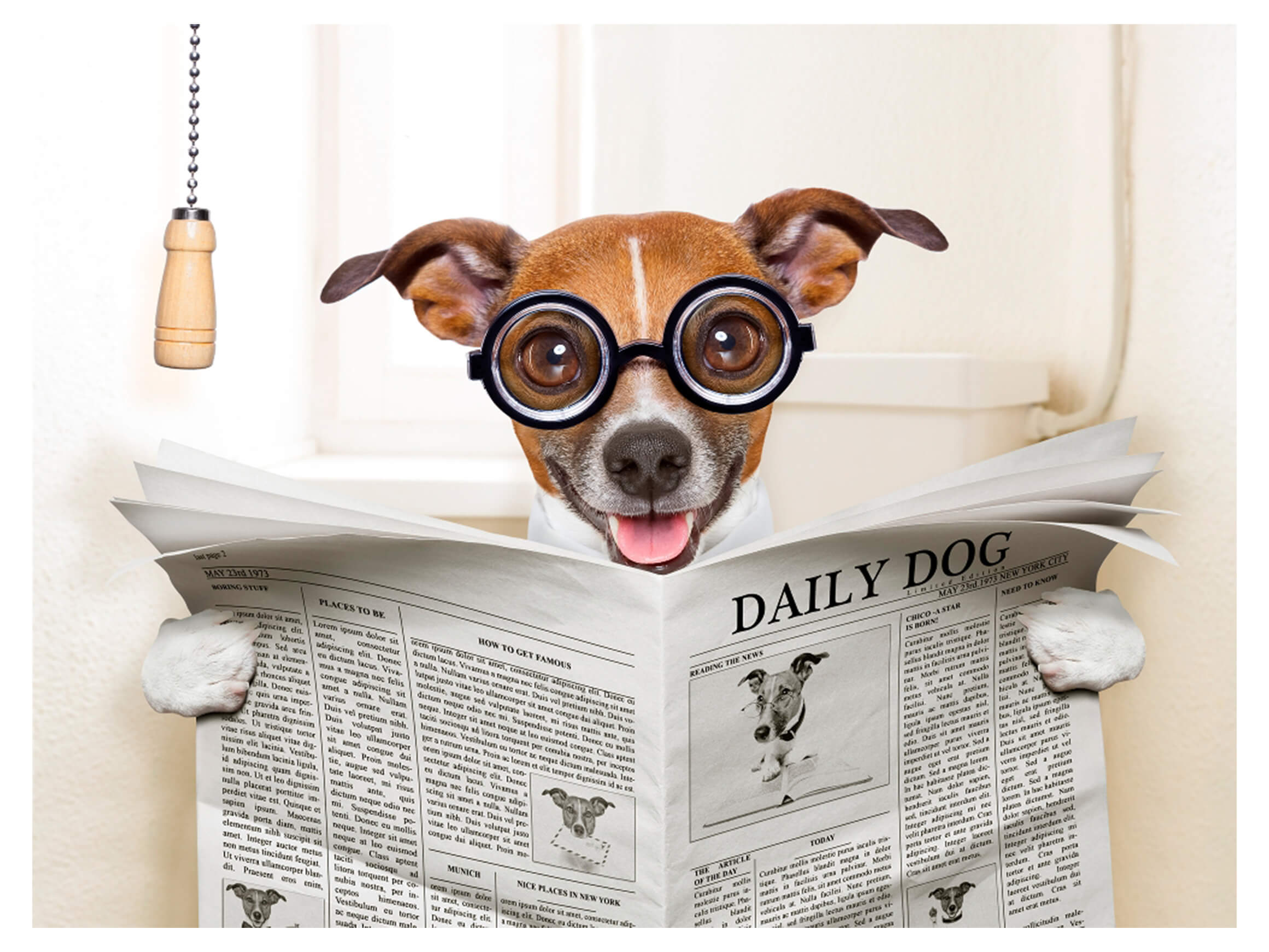 Digitaldruck auf Acrylglas Hund mit Zeitung image LAND / Grösse: 150 x 100 cm