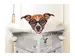 Digitaldruck auf Acrylglas Hund mit Zeitung image LAND / Grösse: 150 x 100 cm