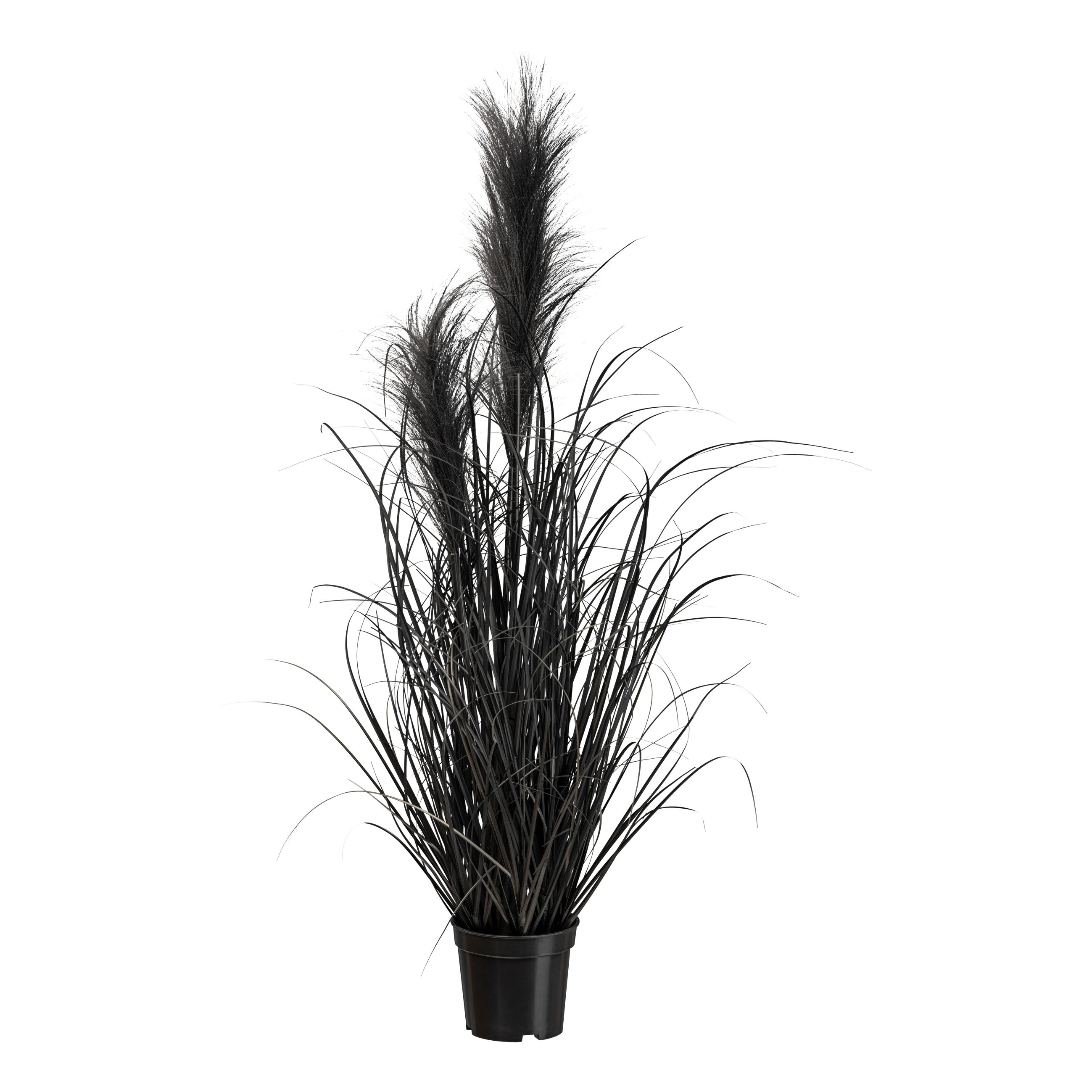 Herbe de la pampa en pot, noir H : 73 cm