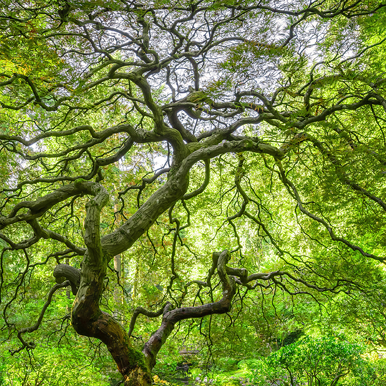 Canvas-Bauminsel-image LAND