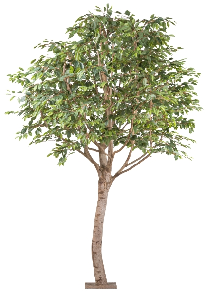 Kunstpflanzen Ficus Benjamina Naturstamm Auf Metallplatte H: 260 Gasper / Grösse: x cm