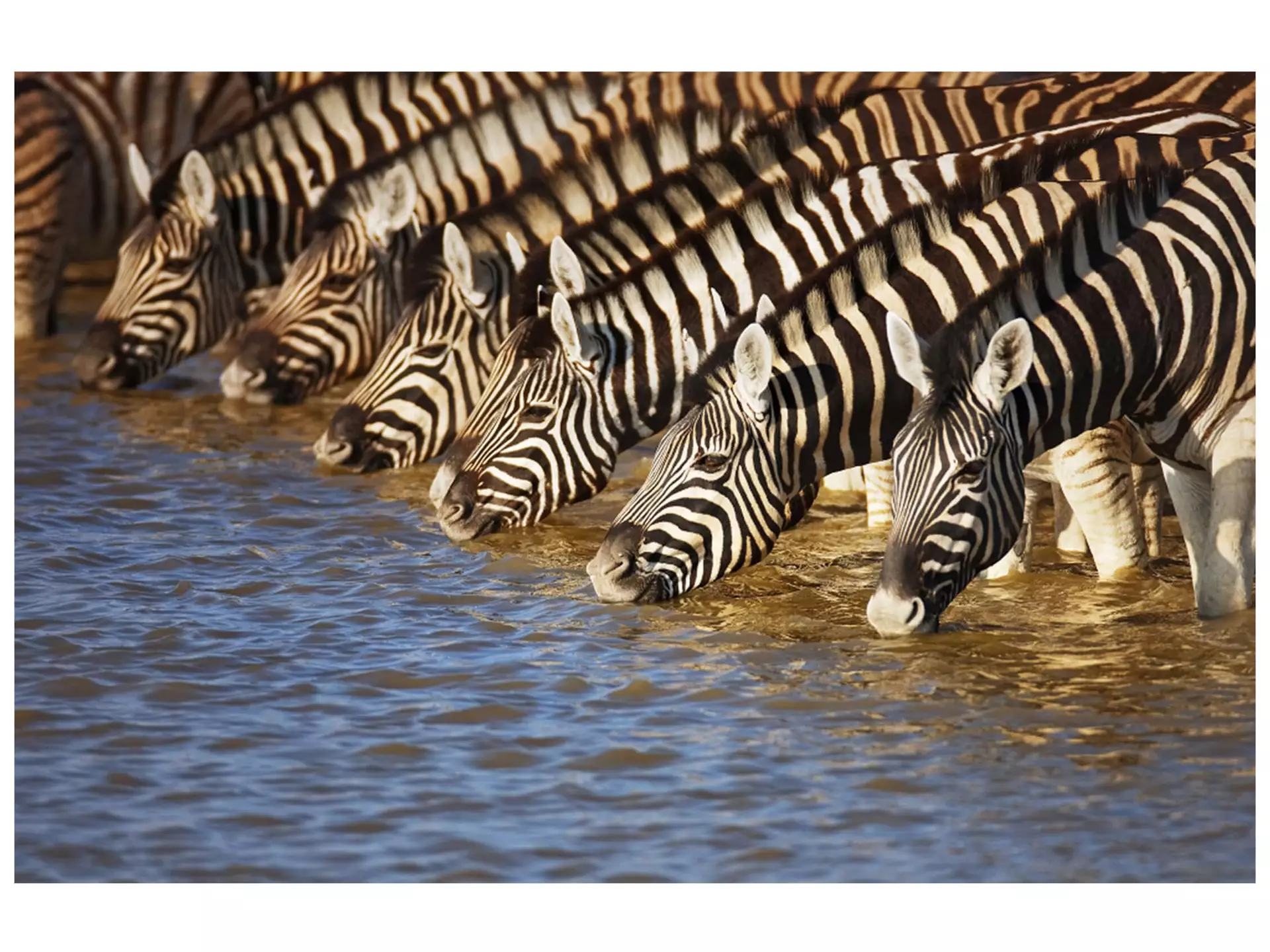Digitaldruck auf Acrylglas Zebras am Fluss image LAND / Grösse: 150 x 100 cm