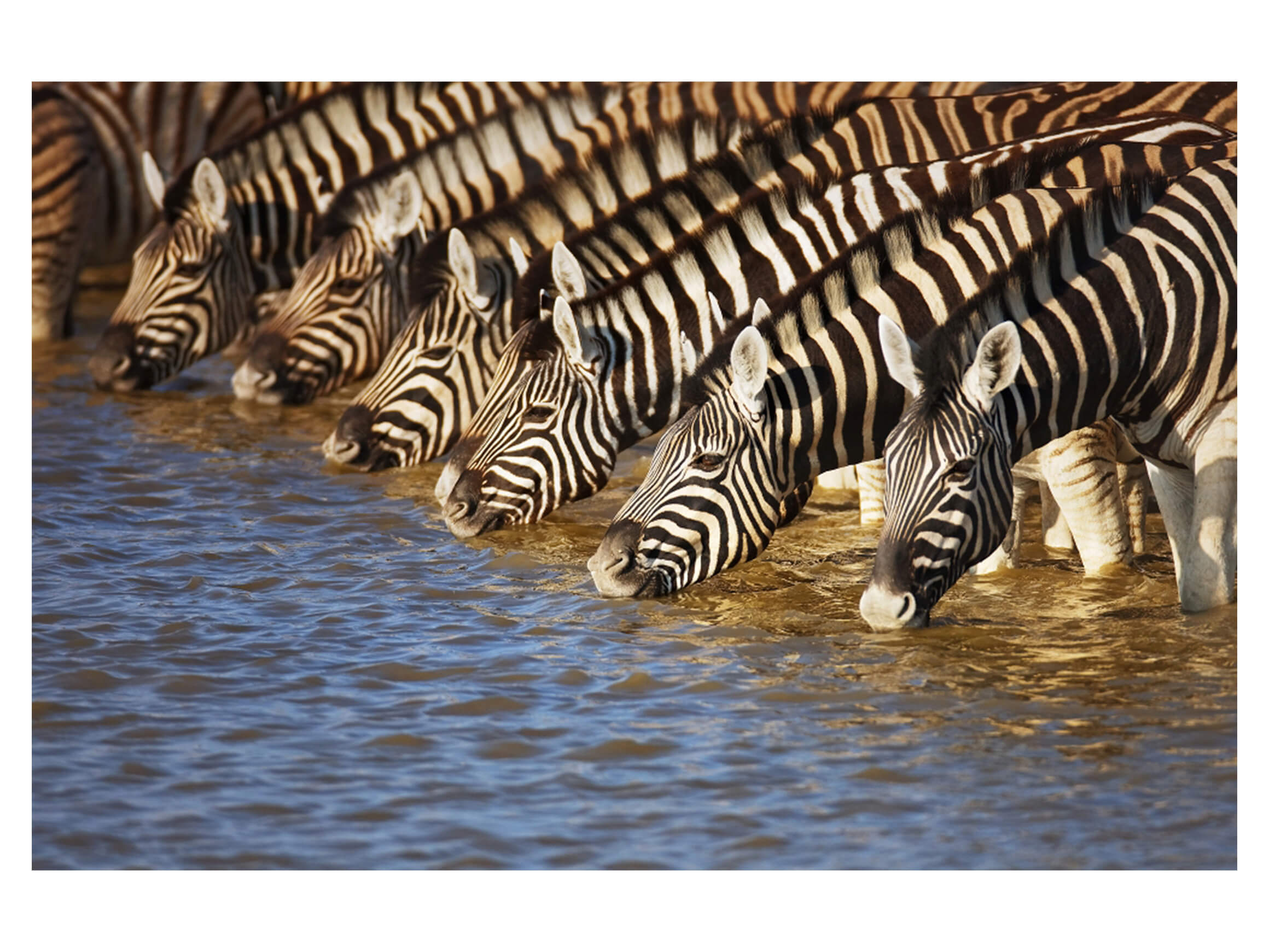 Digitaldruck auf Acrylglas Zebras am Fluss image LAND / Grösse: 150 x 100 cm