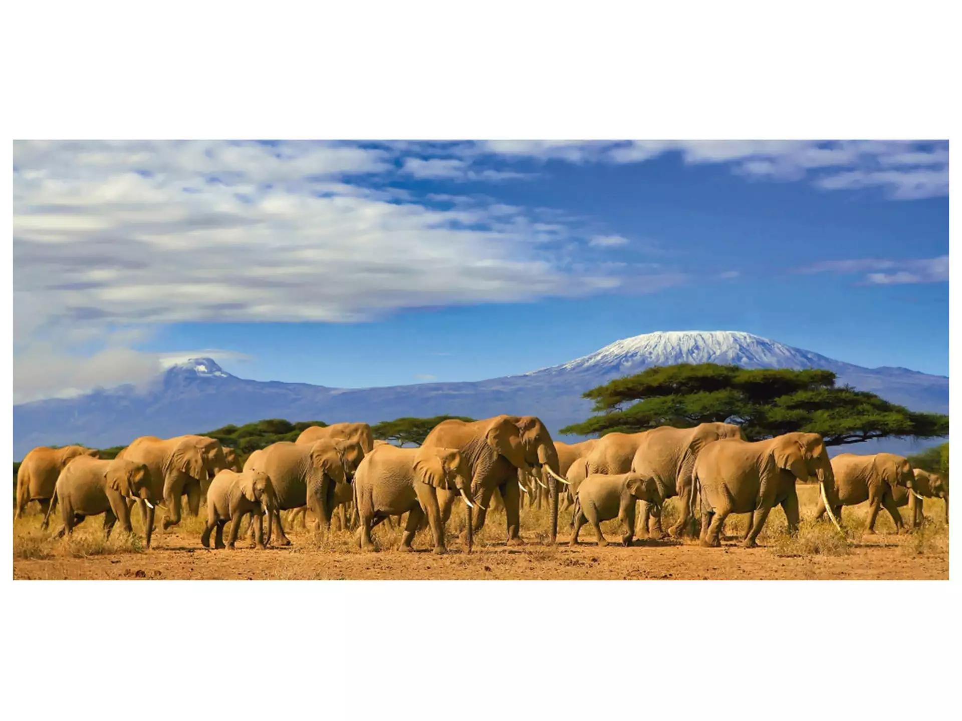 Digitaldruck auf Acrylglas Grosse Elefantenfamilie in Der Savanne image LAND / Grösse: 140 x 66 cm