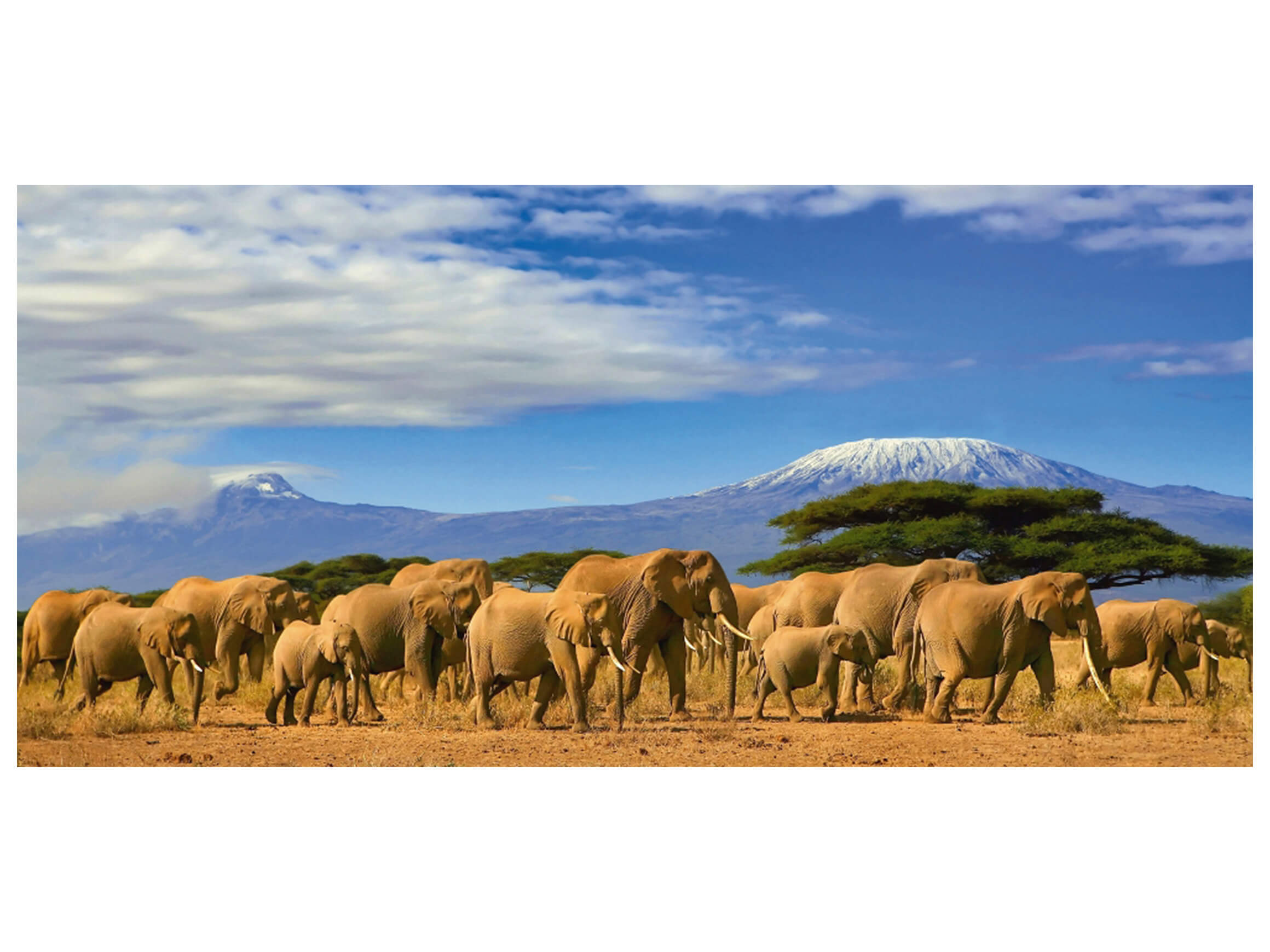 Digitaldruck auf Acrylglas Grosse Elefantenfamilie in Der Savanne image LAND / Grösse: 140 x 66 cm