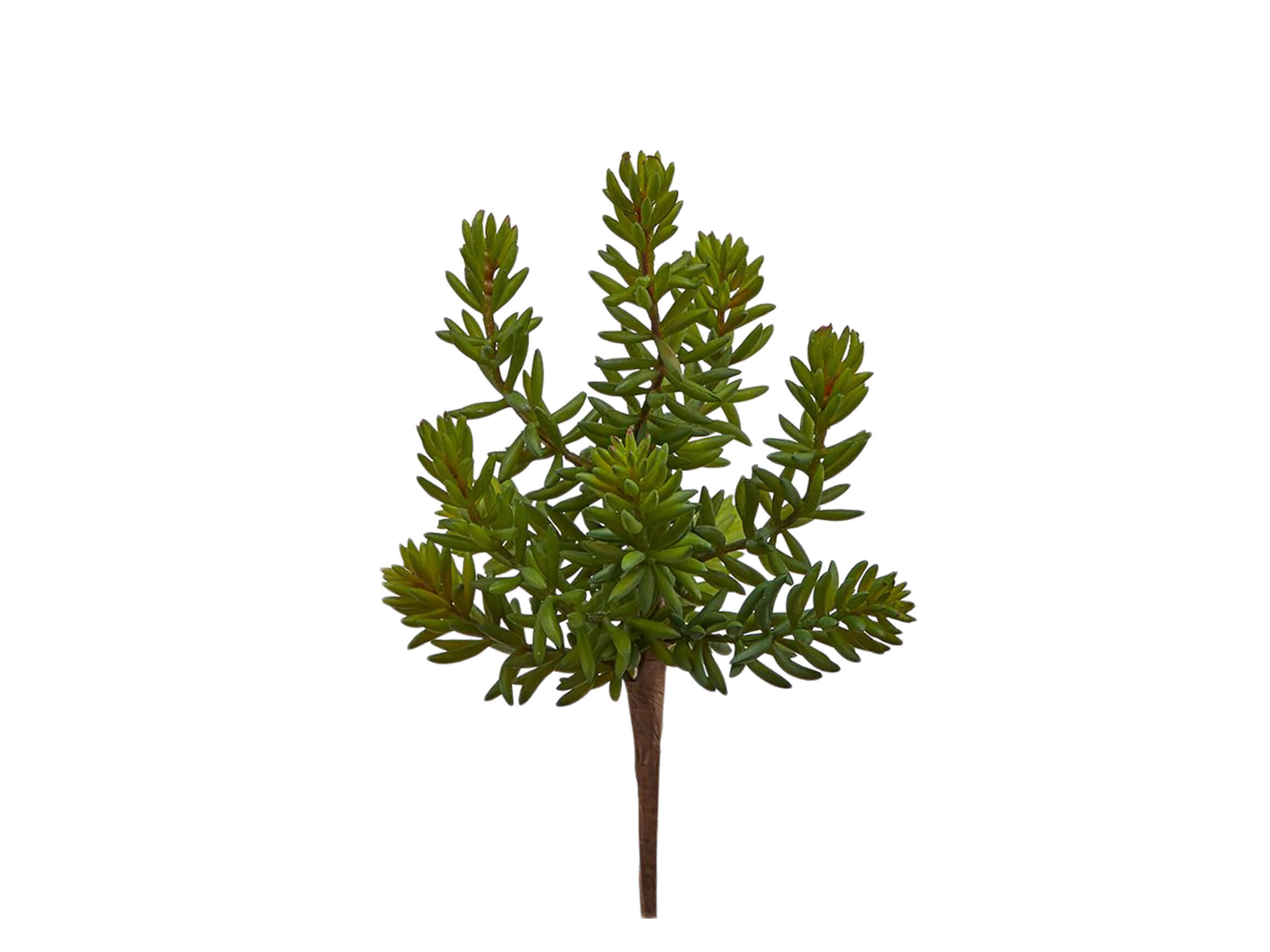 Kunstblume Sukkulente H: 25 cm Edg