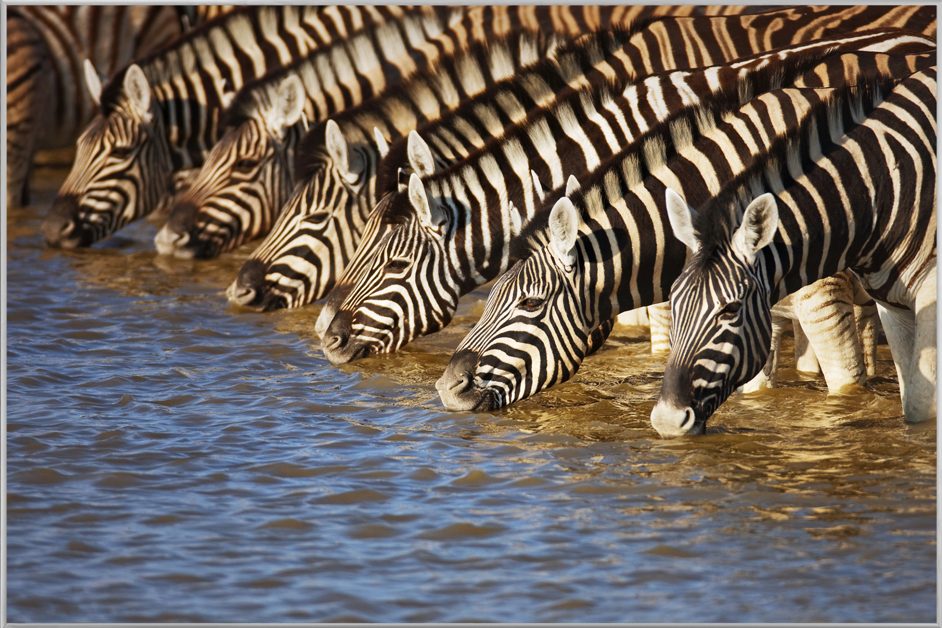 Bild mit Rahmen-Zebras am Fluss-image LAND