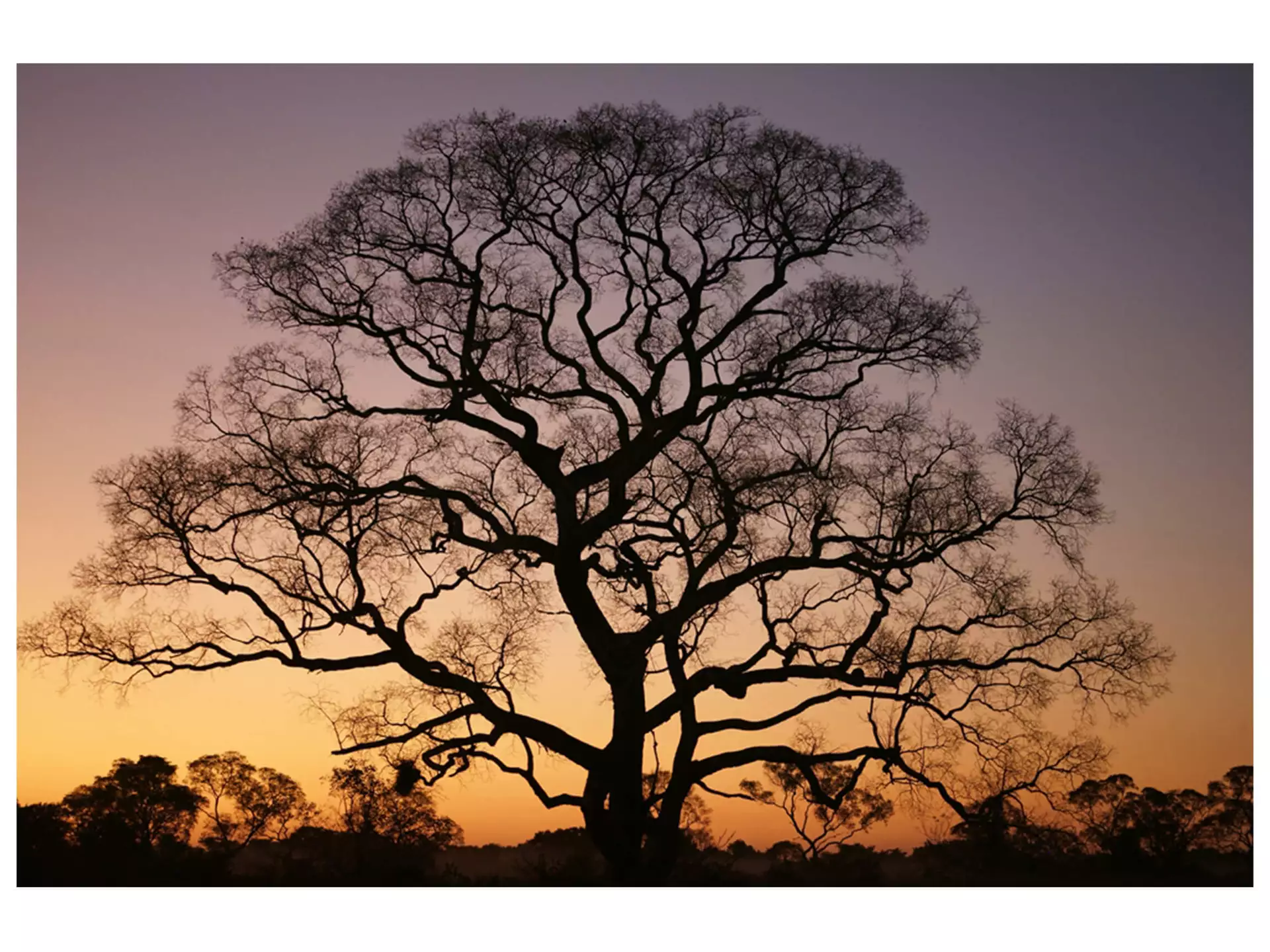 Digitaldruck auf Glas Gigantischer Baum im Sonnenuntergang image LAND
