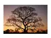 Digitaldruck auf Glas Gigantischer Baum im Sonnenuntergang image LAND