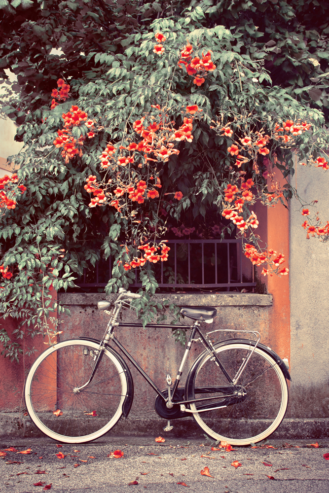 Alubild Fahrrad Unter Roten Blüten image LAND