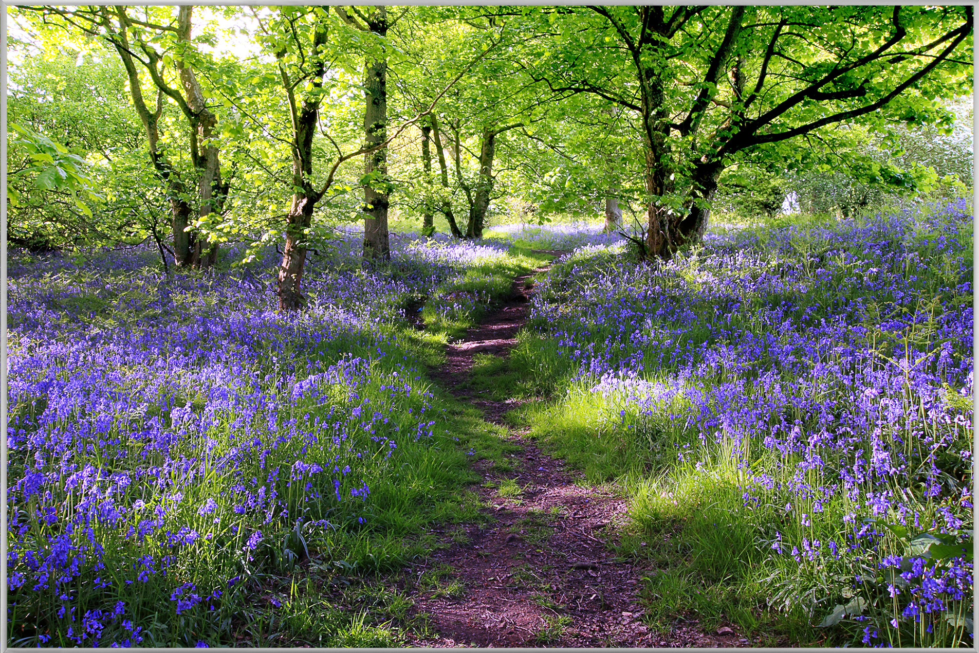Bild mit Rahmen-Wald mit Lavendel 1-image LAND